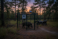 Cellular smart hog trap set up in East Texas woodland