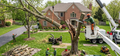 ✓ Tree Work